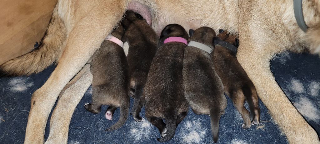 chiot Berger Belge des Seigneurs de la Garde