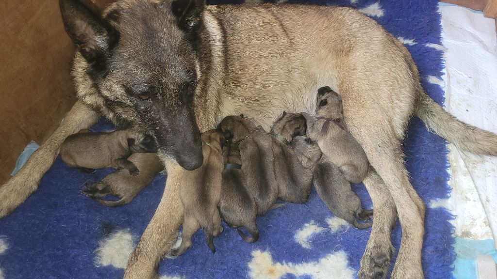 chiot Berger Belge des Seigneurs de la Garde