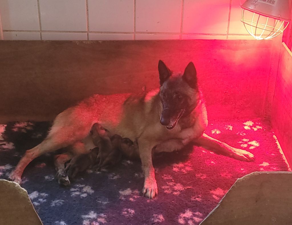 Chiot Berger Belge des Seigneurs de la Garde