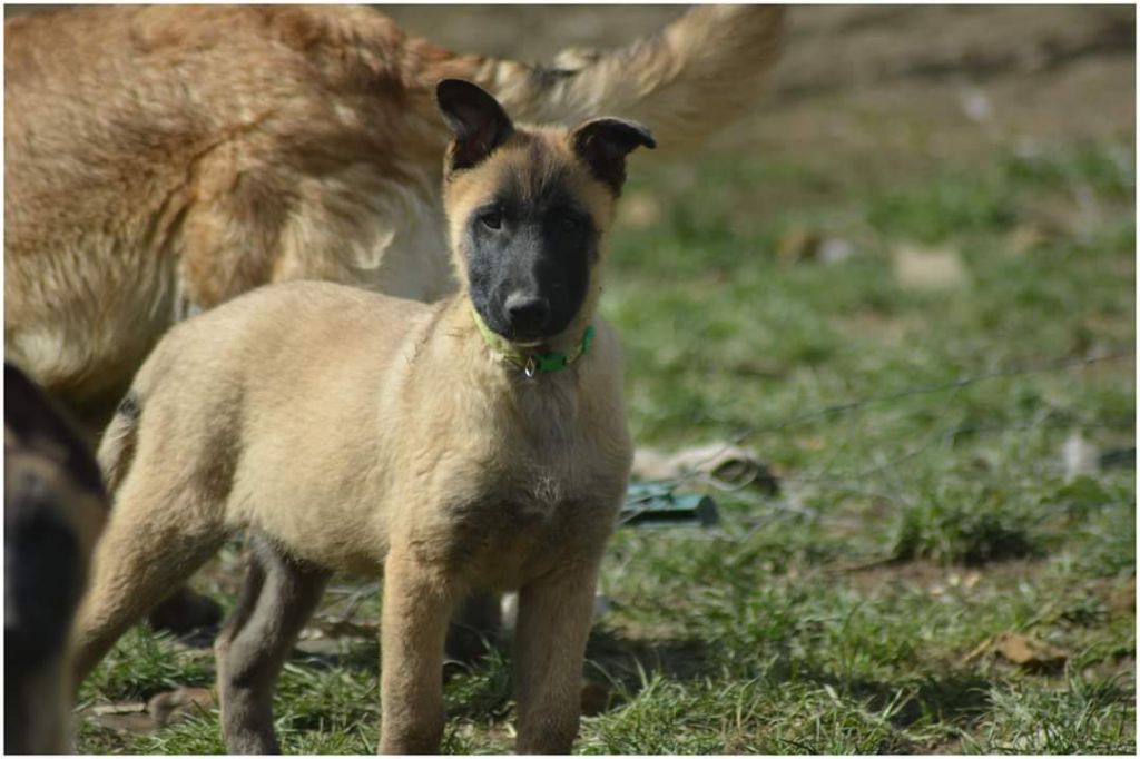 des Seigneurs de la Garde - Berger Belge - Portée née le 05/01/2022