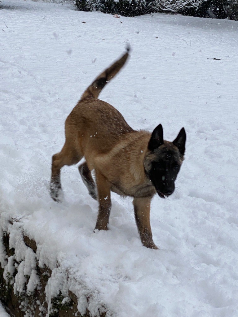 des Seigneurs de la Garde - Chiots disponibles - Berger Belge