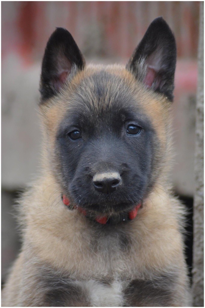 des Seigneurs de la Garde - Berger Belge - Portée née le 13/01/2021