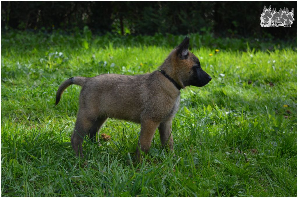 des Seigneurs de la Garde - Berger Belge - Portée née le 05/03/2017