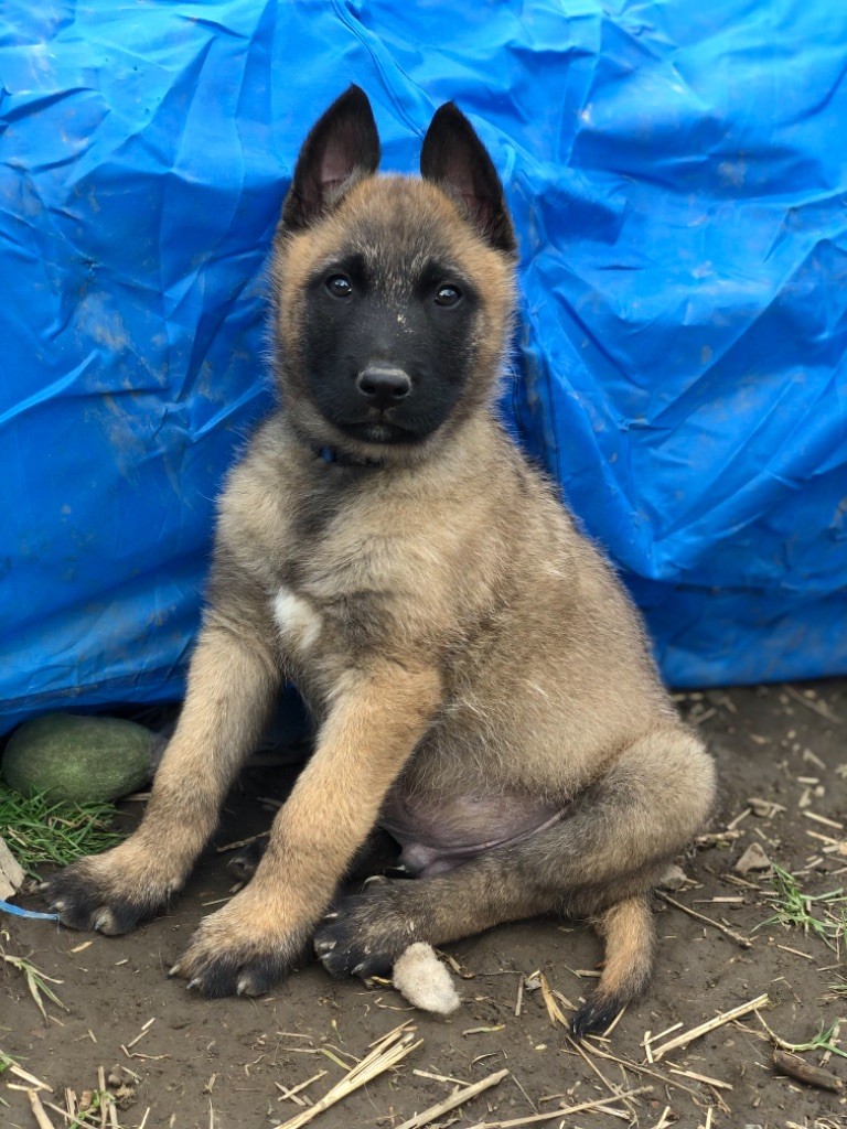 des Seigneurs de la Garde - Berger Belge - Portée née le 02/01/2021