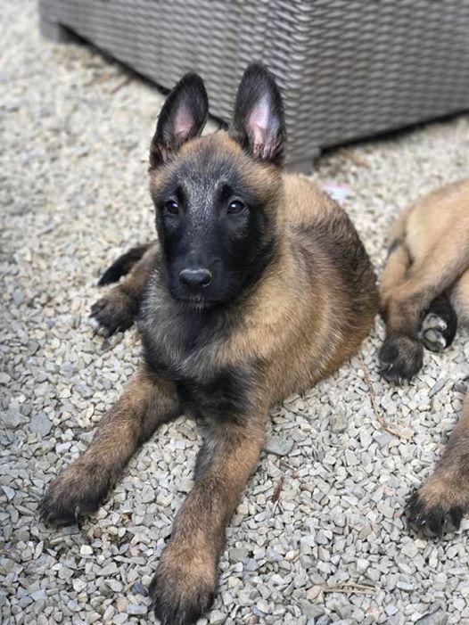 des Seigneurs de la Garde - Berger Belge - Portée née le 14/03/2017