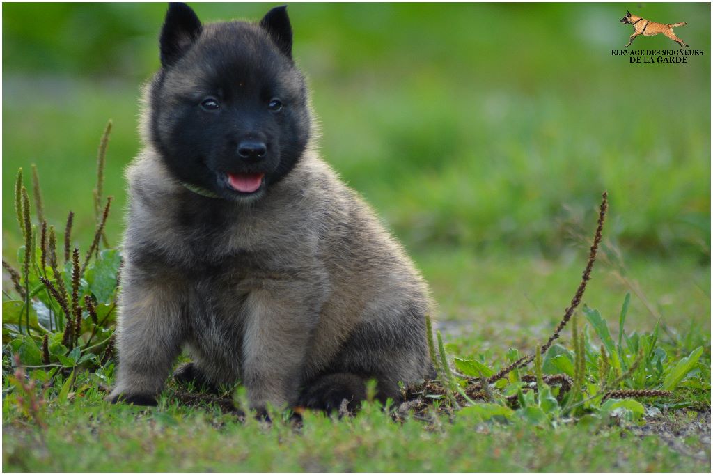 des Seigneurs de la Garde - Berger Belge - Portée née le 30/07/2018